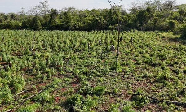 San Pedro: Eliminan 9 toneladas de marihuana durante ataque a centros de producción - El Independiente