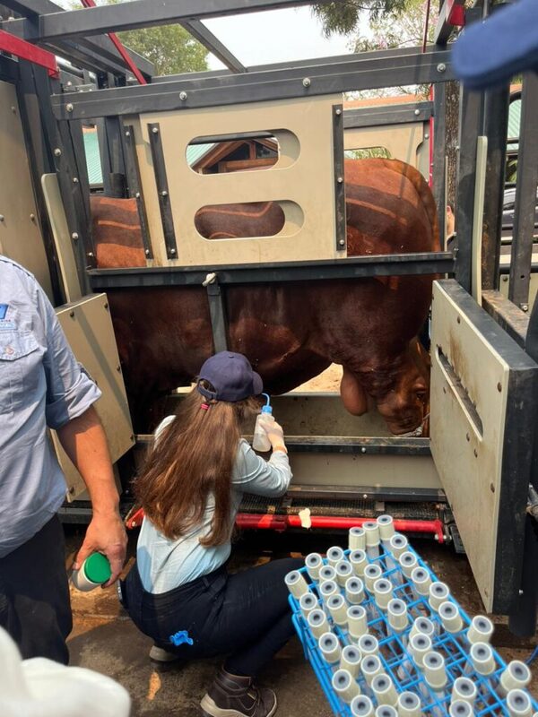 Organizan jornada de capacitación para veterinarios en el combate de enfermedades reproductivas en ganado
