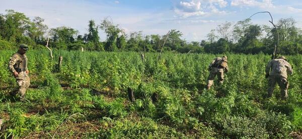 Senad destruye 24 kilos de marihuana en dos operativos - Nacionales - ABC Color