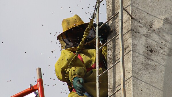 Panales de abejas en viviendas pueden albergar hasta 60.000 individuos: ¿qué hacer al respecto?