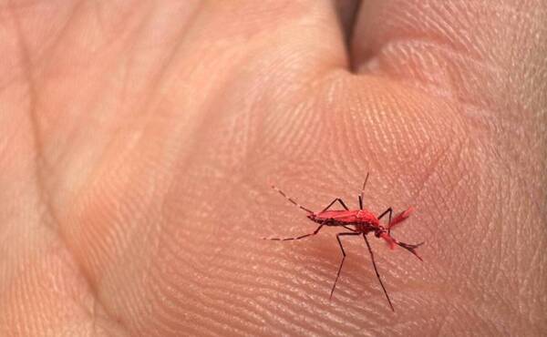 Nueva arma: “Mosquitos flúor” que les hacen “el delicioso” a las que transmiten dengue