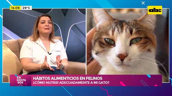 ¿Cómo alimentar adecuadamente a mi gato?: hábitos alimenticios en felinos - Ensiestados - ABC Color