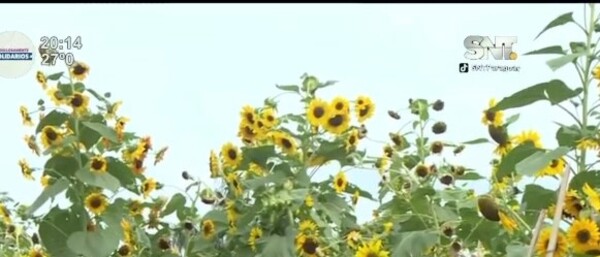 ¡Campo de girasoles en Itauguá! - SNT