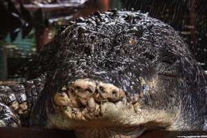 El cocodrilo más grande del mundo fallece en un centro de animales en Australia - Mundo - ABC Color
