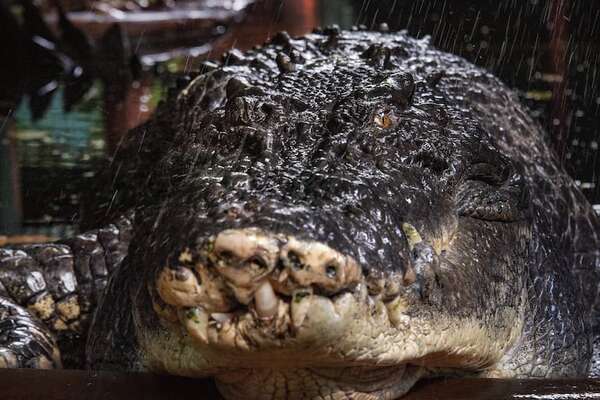 El cocodrilo más grande del mundo fallece en un centro de animales en Australia - Mundo - ABC Color