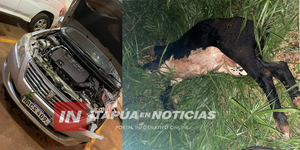 FRAM: AUTOMÓVIL IMPACTÓ CONTRA UN TORO EN UN APARATOSO ACCIDENTE - Itapúa Noticias