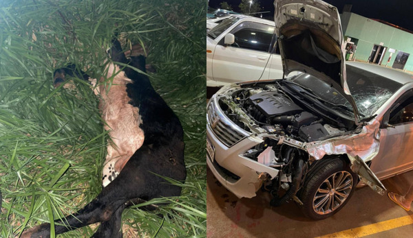 Automóvil se estrelló contra un toro y ocupantes se salvan de milagro