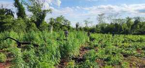 Intensifican ataque a centros de producción de marihuana en San Pedro - 1000 Noticias