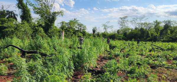 Intensifican ataque a centros de producción de marihuana en San Pedro - 1000 Noticias