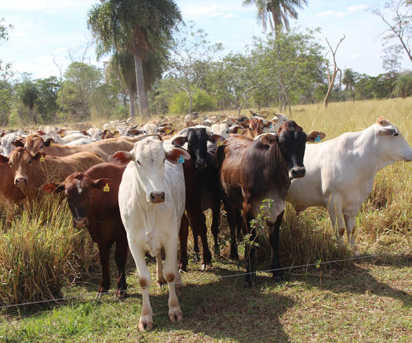 Ganadería Regenerativa contribuye al equilibrio ecológico