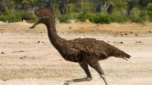El enorme pájaro que sembraba el terror en la fauna de Sudamérica hace 12 millones de años