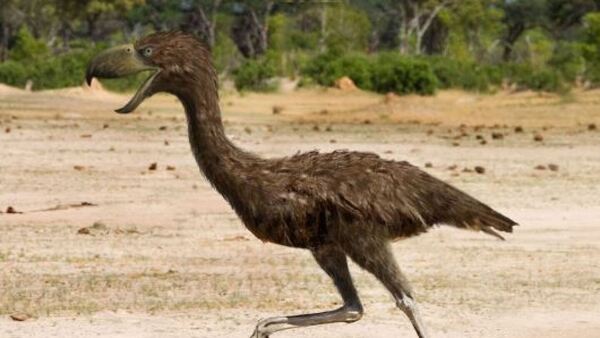 El enorme pájaro que sembraba el terror en la fauna de Sudamérica hace 12 millones de años