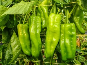 Nueva exportación de frutihortícolas a la Argentina: envían 15.000 kilos de locote