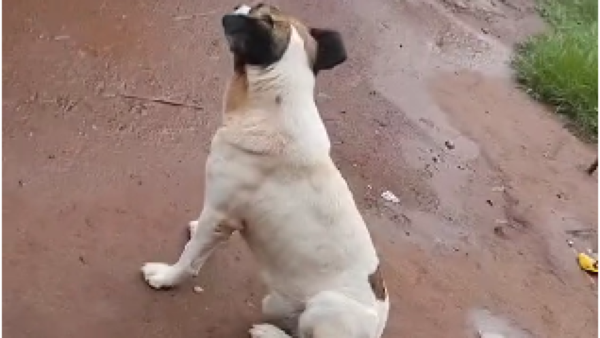 Perro recibió un disparo en la boca y le destrozaron la mandíbula