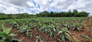 Cultivo de tabaco, una alternativa para pequeñas comunidades agrícolas - La Clave