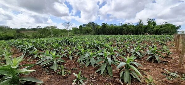 Cultivo de tabaco, una alternativa para pequeñas comunidades agrícolas - La Clave