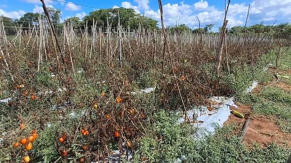 Concepción: 10 mil kilos de tomate se perdieron ante poca cantidad de instituciones beneficiadas por el programa Hambre Cero - Nacionales - ABC Color