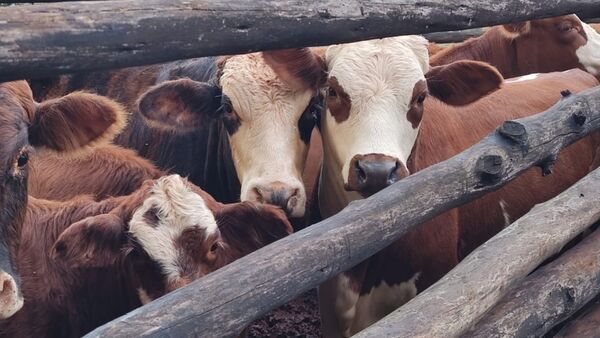 Estrés en bovinos: “Si no lo atendemos a tiempo, es un freno a la productividad”, advierten | Agronegocios | 5Días