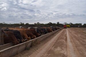 Continúa la suba para el precio del ganado gordo de exportación