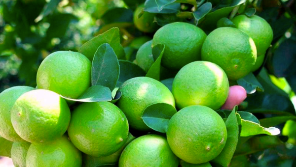 Manden fruta: Buscan concretar exportación de limón Tahití al Brasil