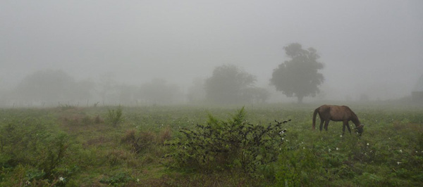 Se prevén lluvias en algunas regiones, favorables para el desarrollo de pasturas