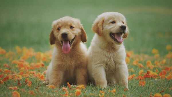 Cuidados para nuestros perritos: Consejos del Dr. Diego Dacak - SNT