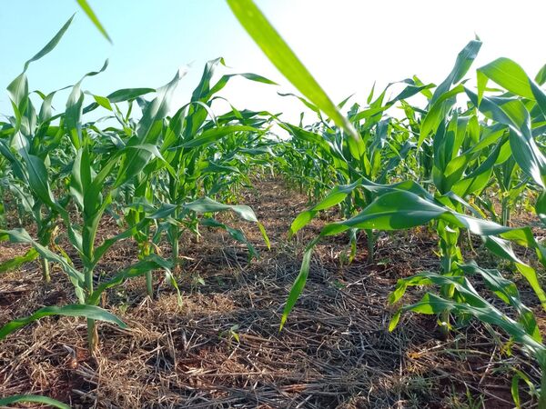 Mediante edición de las células madre de plantas buscan robustecerlas