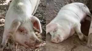 Chanchito viral: “Mi suegra se encariñó, pero cuesta mucho alimentarle”