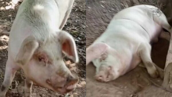 Chanchito viral: “Mi suegra se encariñó, pero cuesta mucho alimentarle”