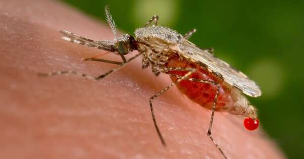La Nación / En Día de la Malaria en las Américas recuerdan que Paraguay es libre de transmisión desde 2018