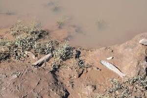 La mortandad de peces ocurrida en el río Pirapó ¿fue por causas naturales o antropogénicas? - Nacionales - ABC Color