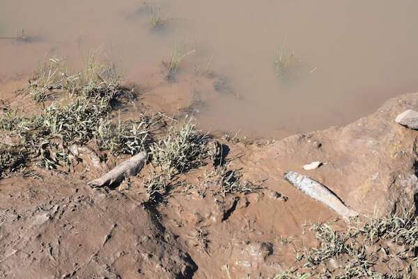 La mortandad de peces ocurrida en el río Pirapó ¿fue por causas naturales o antropogénicas? - Nacionales - ABC Color