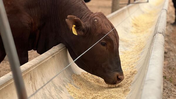 “Nuestra ganadería seguirá creciendo si continuamos apostando a la nutrición especializada”, afirma director de Granusa | Agronegocios | 5Días