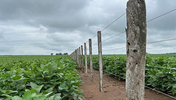 Aguardan que las recientes lluvias beneficien el desarrollo de los cultivos | Agronegocios | 5Días