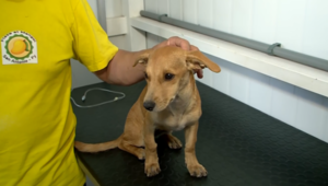 Clínica Veterinaria Municipal en la ciudad de Villa Elisa - trece