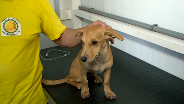 Clínica Veterinaria Municipal en la ciudad de Villa Elisa - trece
