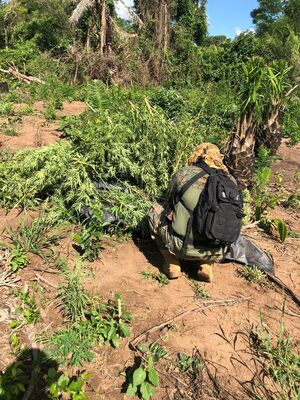 Operativo en Concepción culmina con la destrucción de 12 hectáreas de marihuana en crecimiento