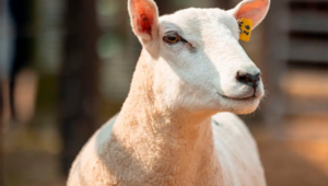 Expo Nacional Texel registra 200 animales inscriptos de 35 cabañas (con buenas expectativas)