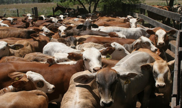 El novillo Mercosur continúa con tendencia alcista impulsada por Brasil