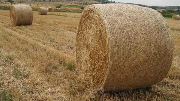Producción nacional de heno sobresale por su alta calidad