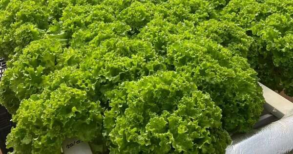 La Nación / Lanzan curso para cultivar lechugas hidropónicas en Nueva Italia