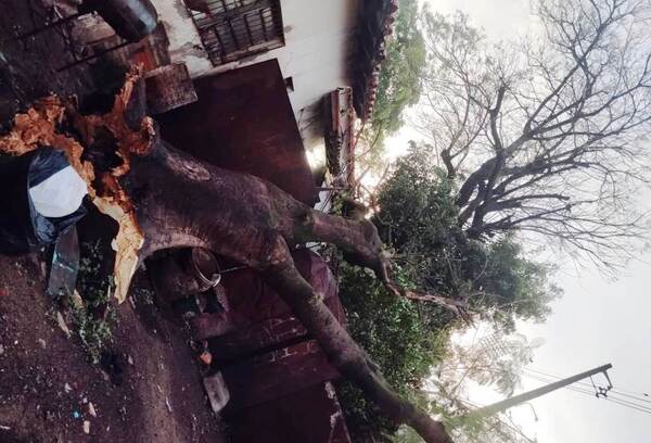 Árbol aplasta cantina de una escuela en Luque •