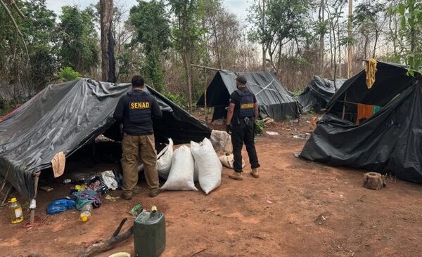 Senad incauta más de 6 toneladas de marihuana en Canindeyú mediante operativo - El Independiente