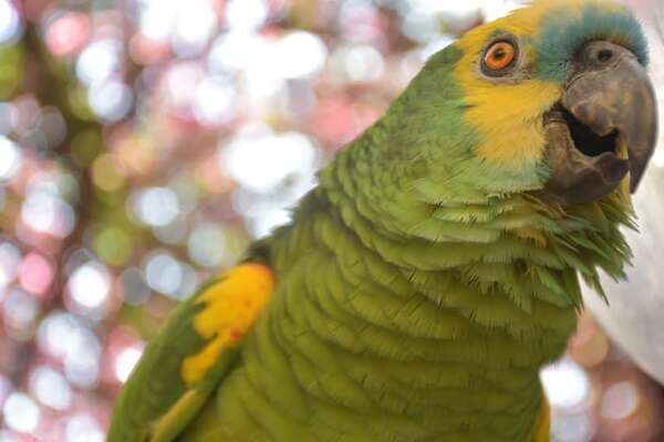 Loros que hablan - Mascotas - ABC Color