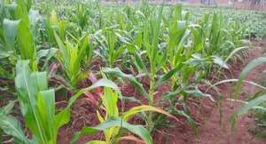 Pertinaz lluvia aplaca el calor y beneficia a la agricultura y ganadería en Paraguarí - Nacionales - ABC Color