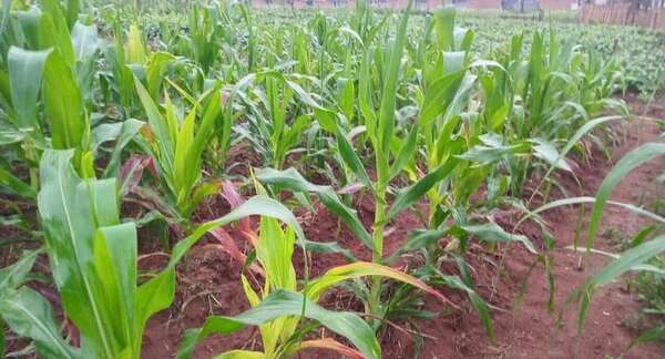 Pertinaz lluvia aplaca el calor y beneficia a la agricultura y ganadería en Paraguarí - Nacionales - ABC Color