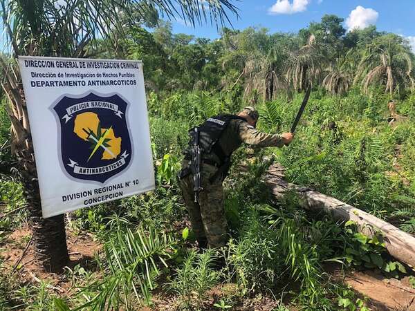 Paso Bravo: destruyen 12 hectáreas de marihuana en etapa de crecimiento - Nacionales - ABC Color