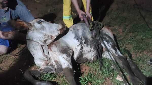 Torito cayó a un pozo de 10 metros y fue rescatado por bomberos