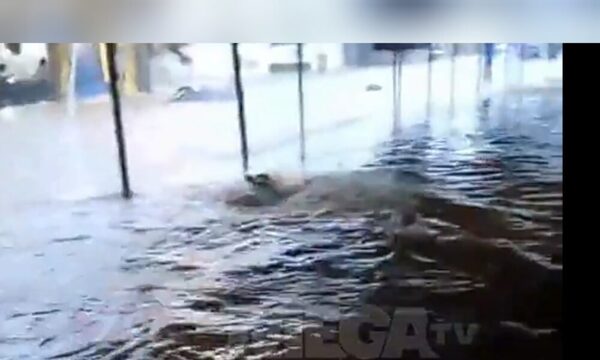 (VIDEO) Karai se puso a nadar en raudal y causó furor