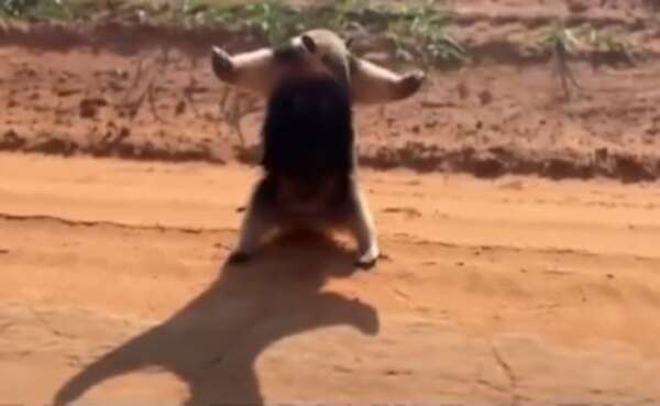 Video: el tierno oso melero que se viralizó en redes - Soy un viral - ABC Color